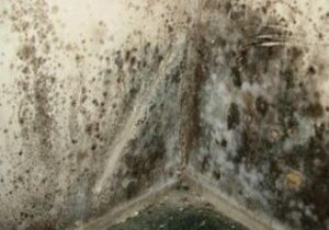 Mold is unsightly and can damage your home